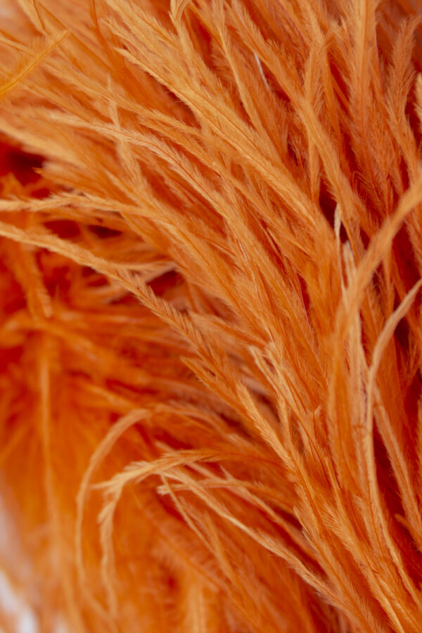 feathers orange