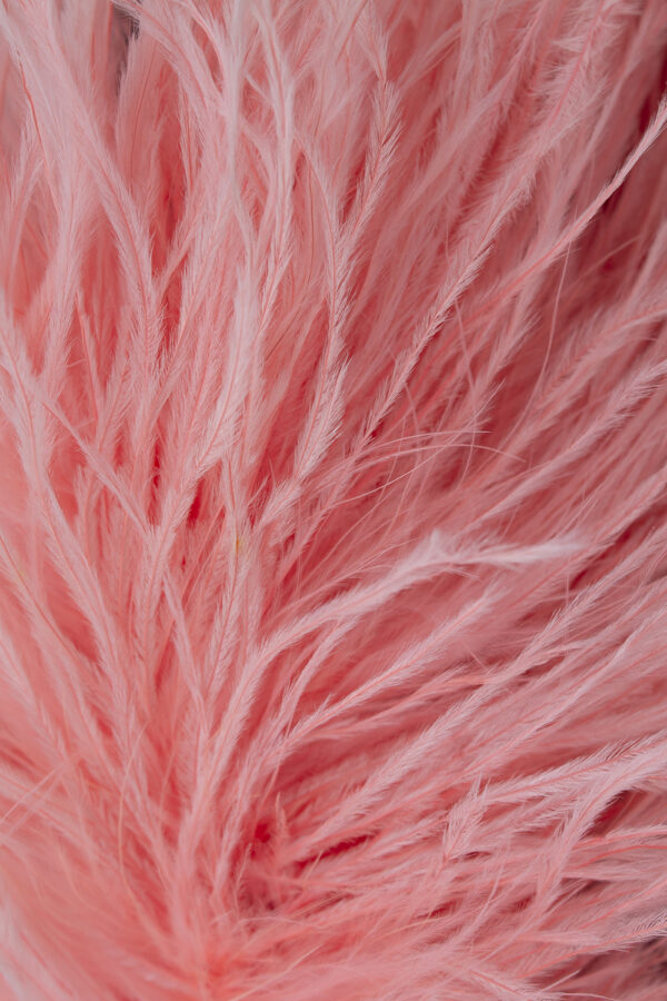 Feathers pink